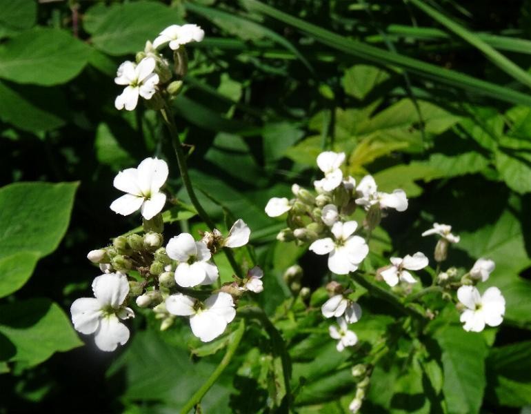 a20_Hesperis matronalis Albino.jpg