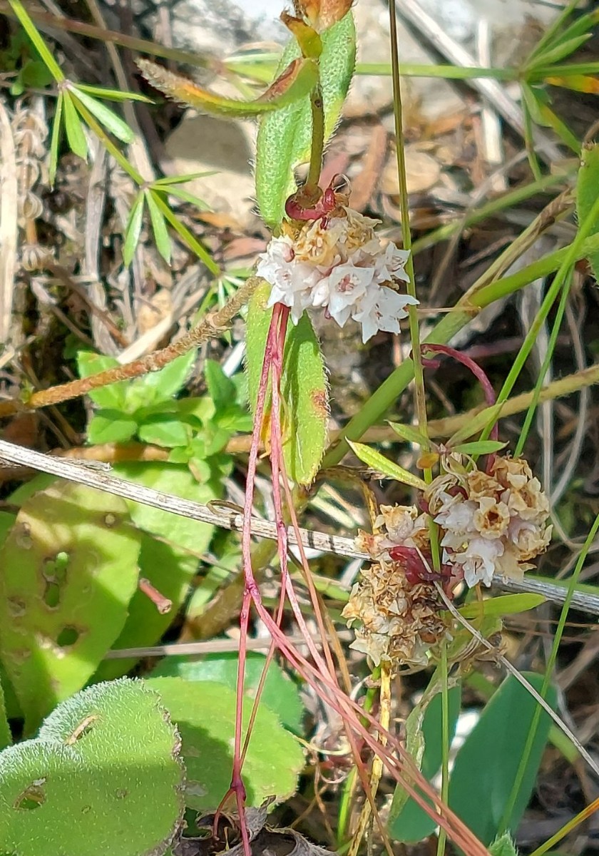 Cuscuta 2_2022-08-21.jpg