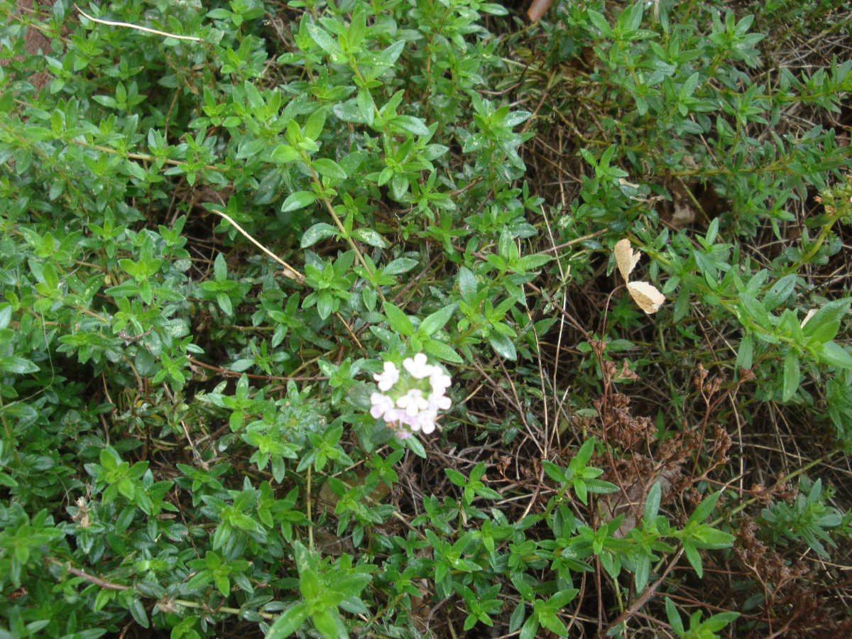 DSC00854.JPG
