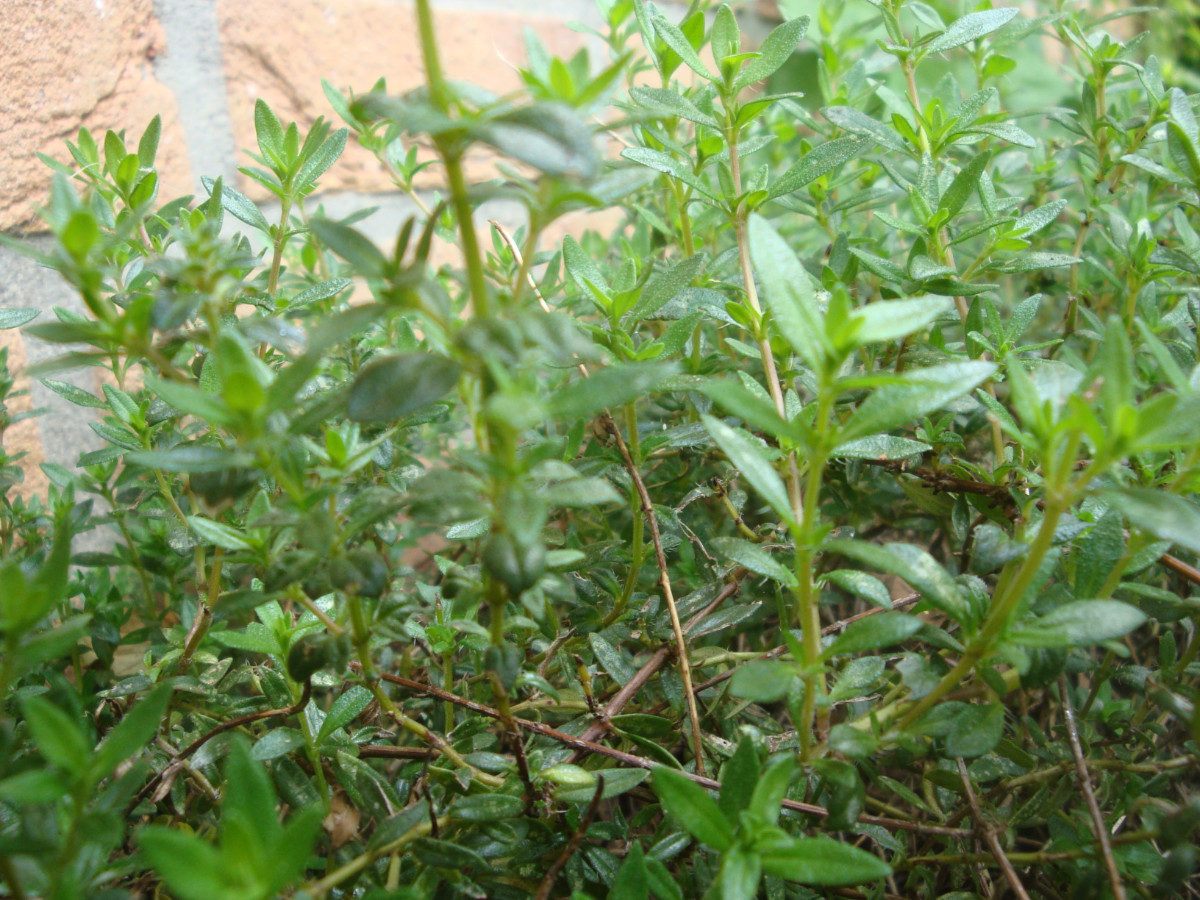 DSC00855.JPG