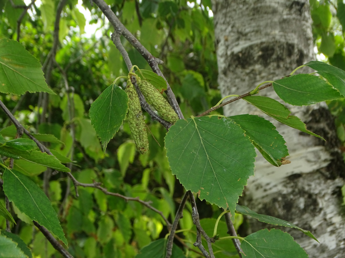 DSC00562.JPG