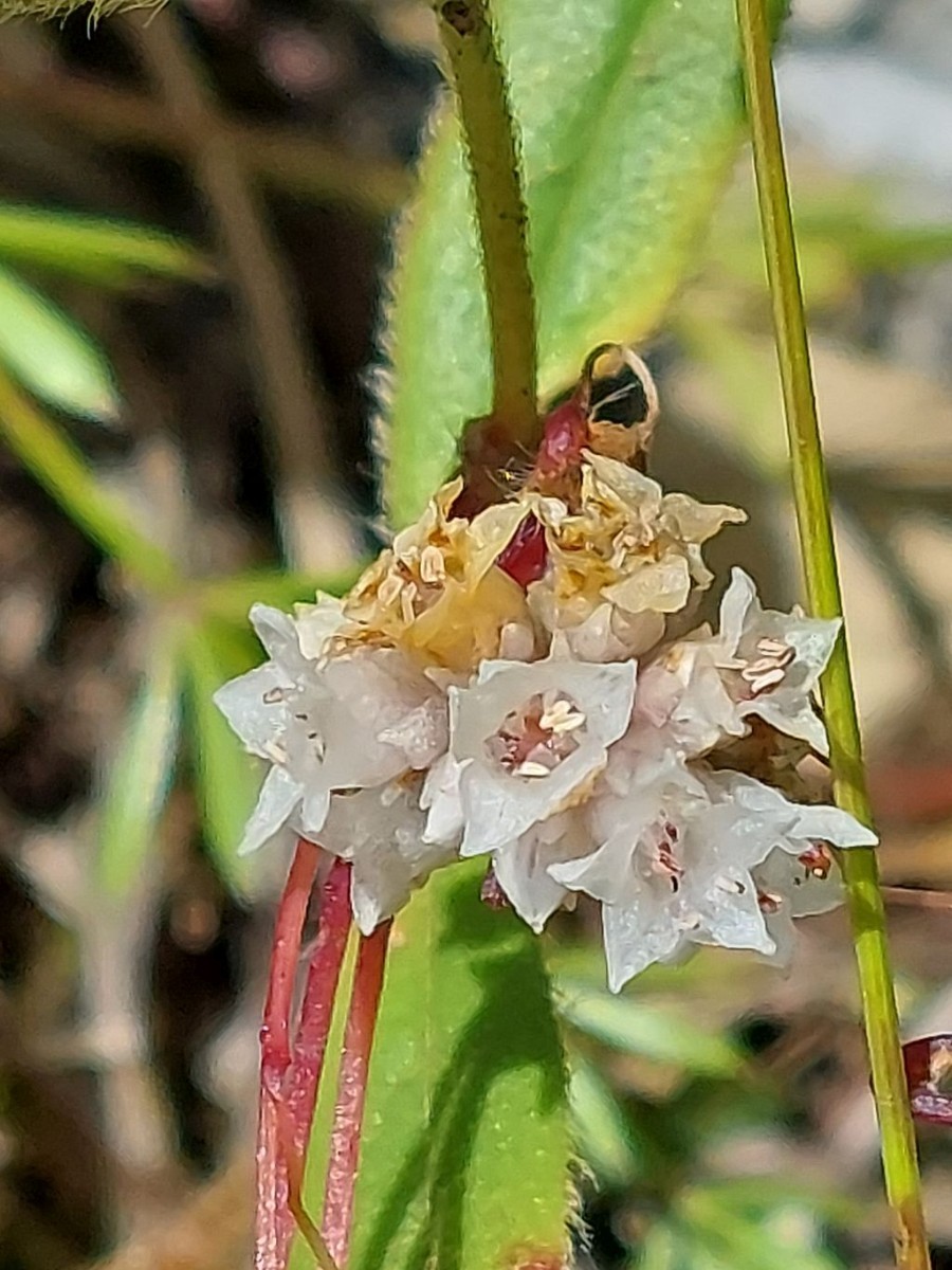Cuscuta 4_2022-08-21.jpg
