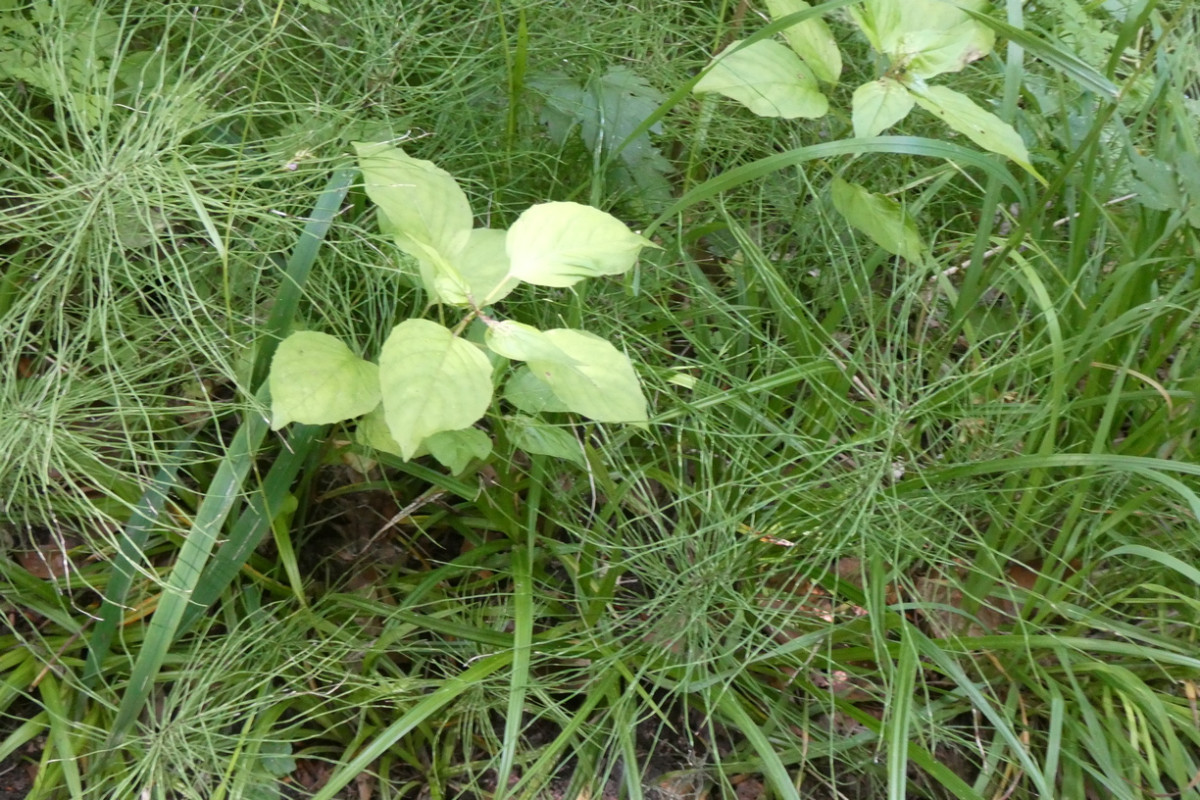 Equisetum pratense Wiesen-Schachtelhalm 1.JPG
