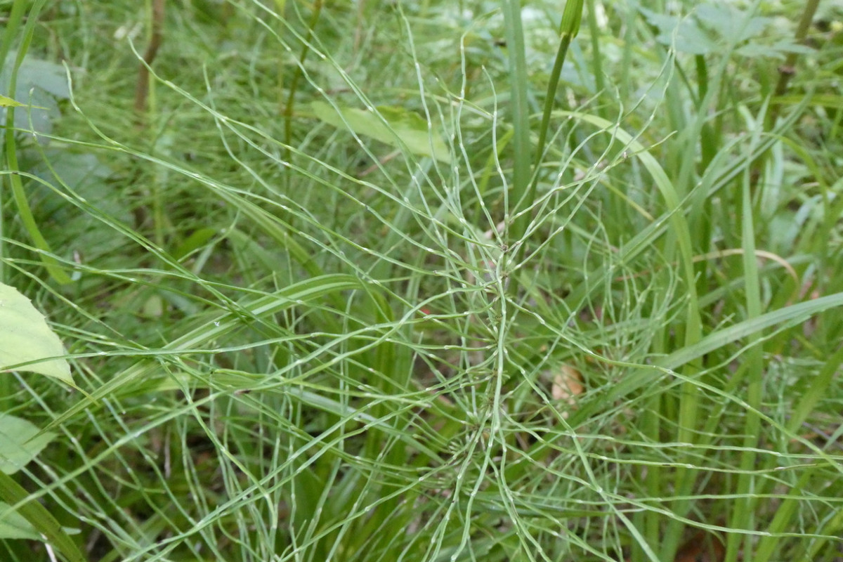 Equisetum pratense Wiesen-Schachtelhalm 2.JPG