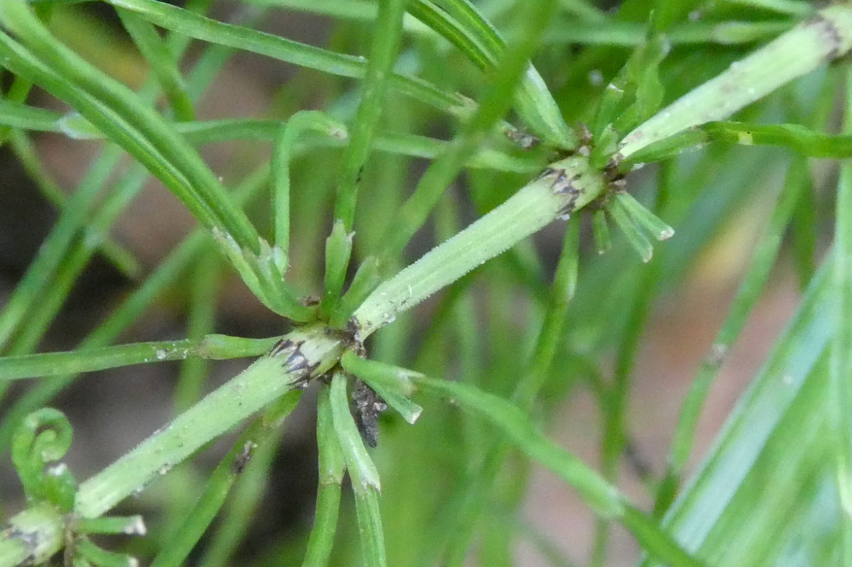 Equisetum pratense Wiesen-Schachtelhalm 3.JPG
