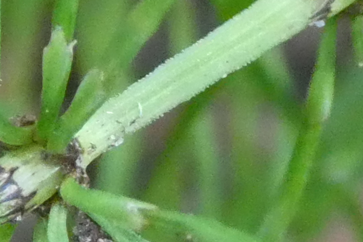 Equisetum pratense Wiesen-Schachtelhalm 4.JPG