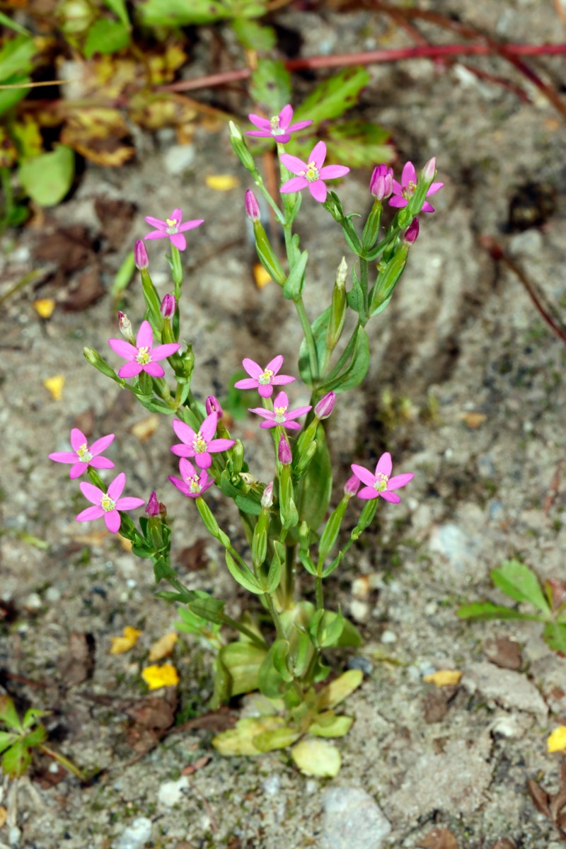 Centaurium pulchellum Heiligenstein Sandgrube 24 A03.jpg