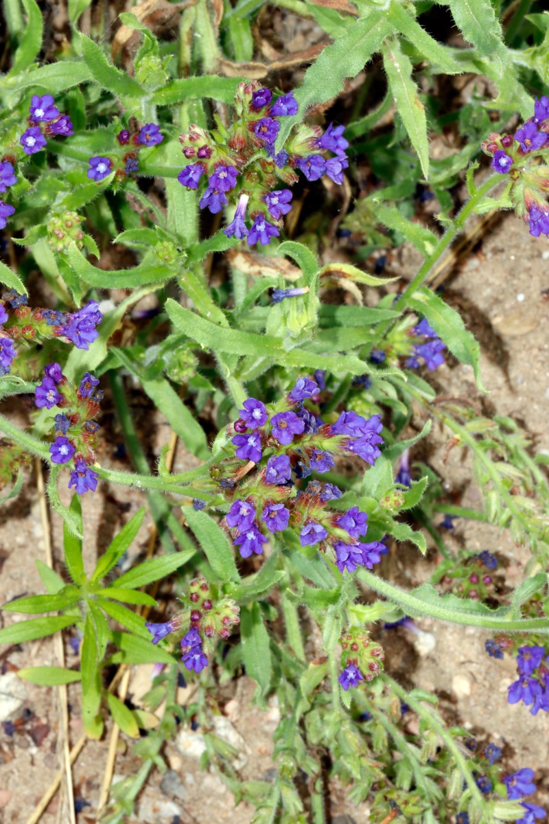 Anchusa procera Heiligenstein Sandgrube 24 A04.jpg