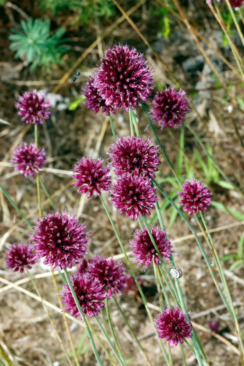 Allium sphaerocephalon Feudenheim FND Bell A03.jpg