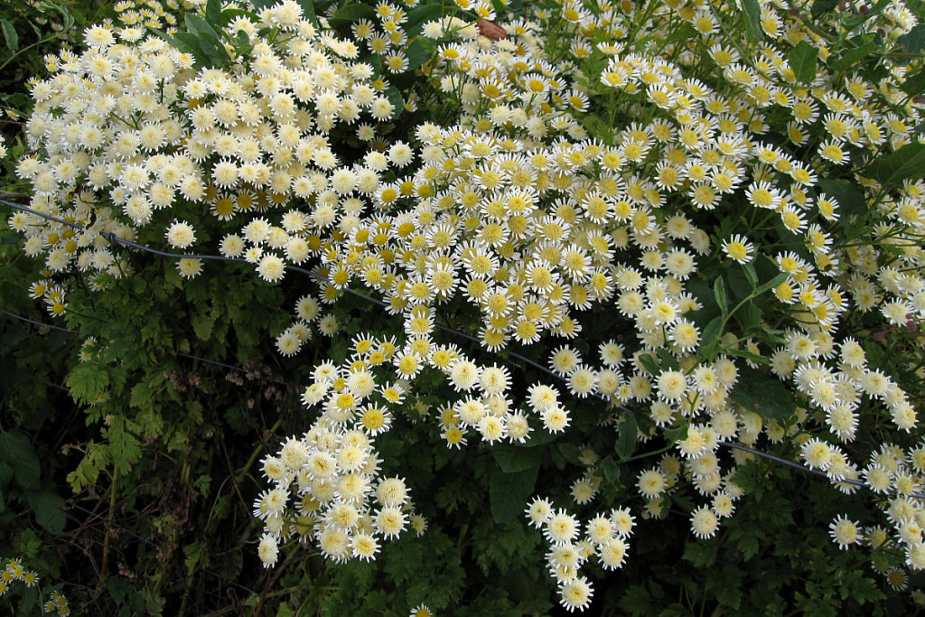 tanacetum_parthenium_2024-06-29 (2).jpg