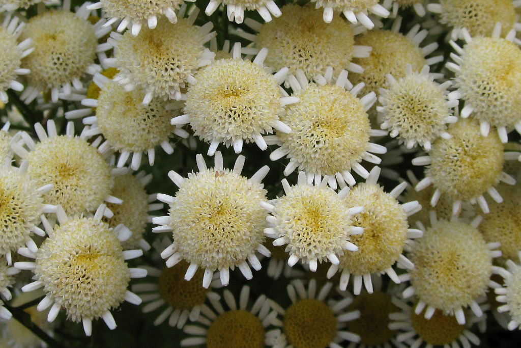tanacetum_parthenium_2024-06-29 (3).jpg