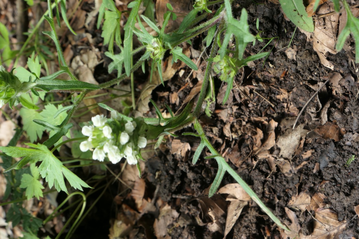 Lamiaceae Prunella lanciniata Vauffelin PdD W 2024-06-28 (4).JPG