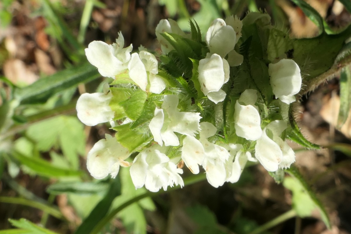 Lamiaceae Prunella lanciniata Vauffelin PdD W 2024-06-28 (1).JPG