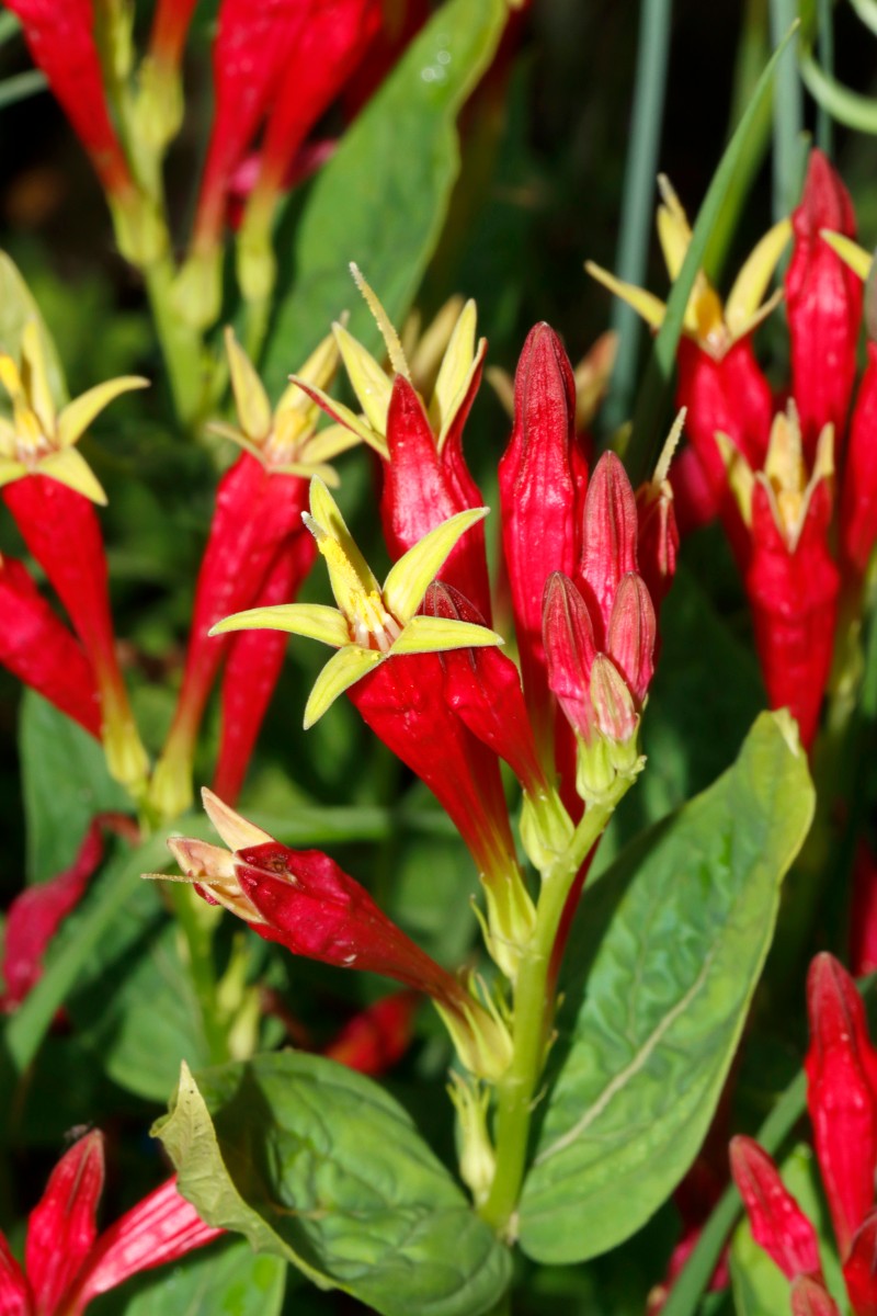 Spigelia marilandica GartenWe 24 A03.jpg