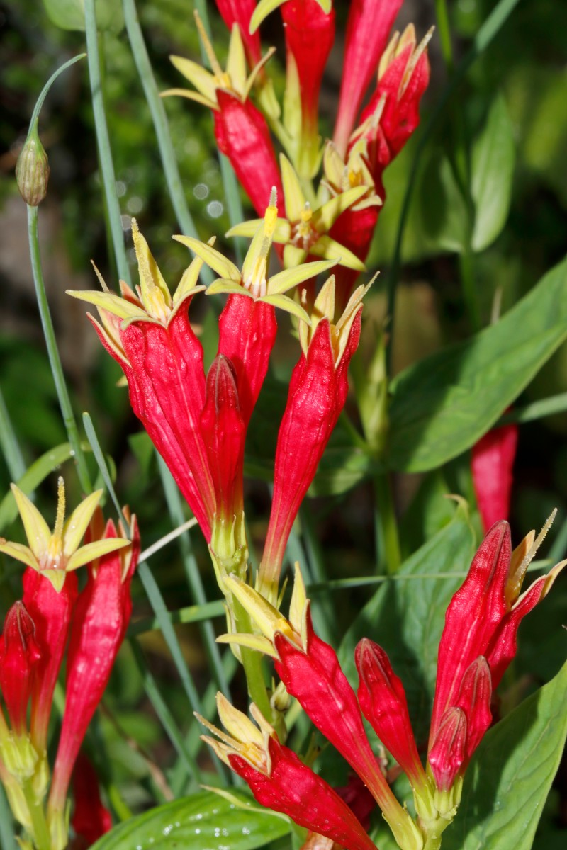 Spigelia marilandica GartenWe 24 A04.jpg