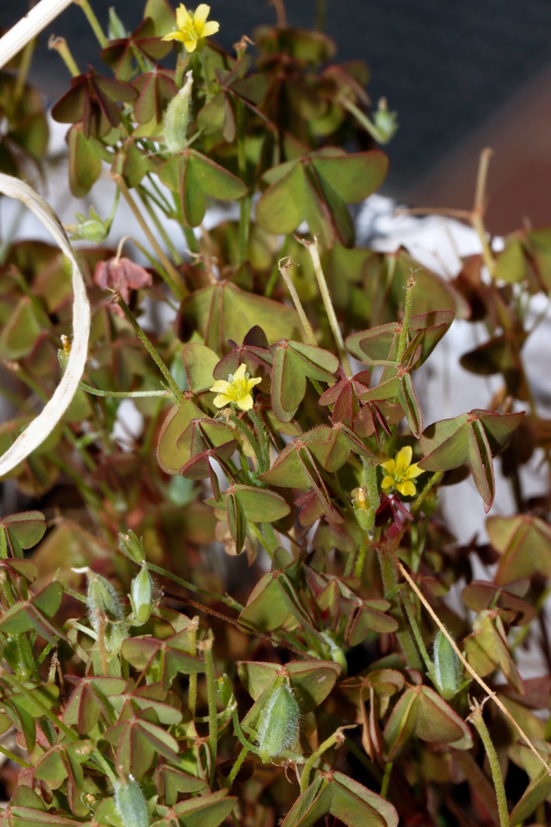 Oxalis x vanaelstii Balkonkasten DA-Eberstadt A01.jpg