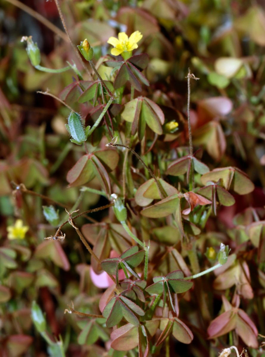 Oxalis x vanaelstii Balkonkasten DA-Eberstadt A02.jpg