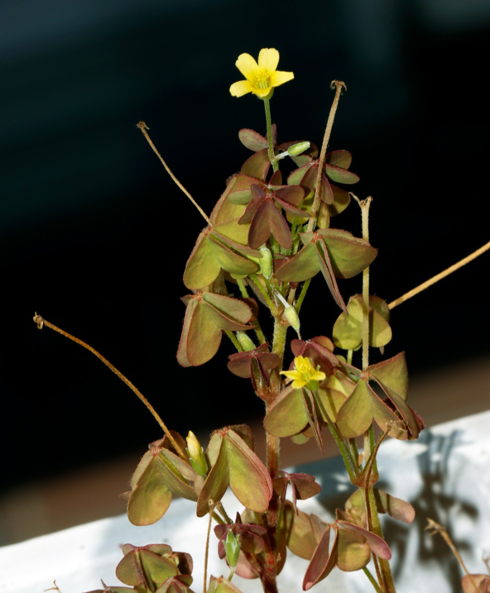 Oxalis x vanaelstii Balkonkasten DA-Eberstadt A03.jpg