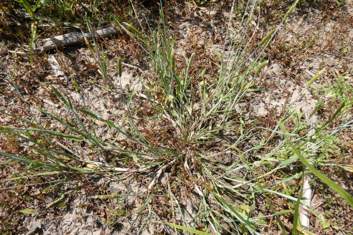 Alopecurus geniculatus.JPG