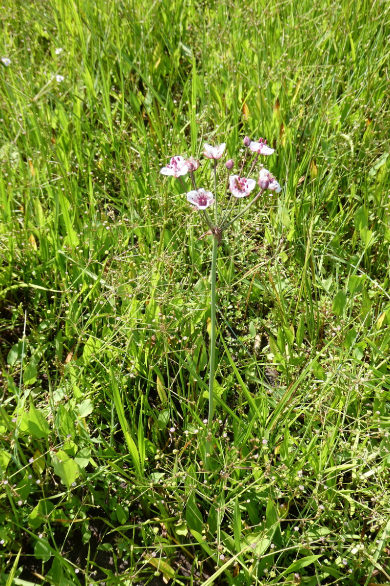 Butomus umbellatus.JPG