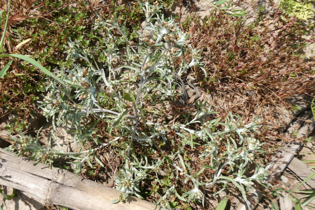 Gnaphallium uliginosum.JPG