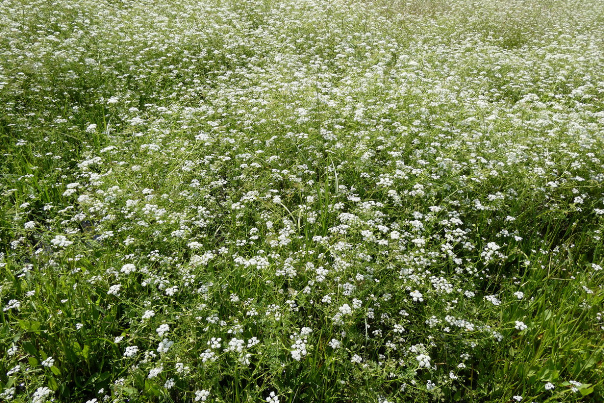 Oenanthe aquatica 1.JPG