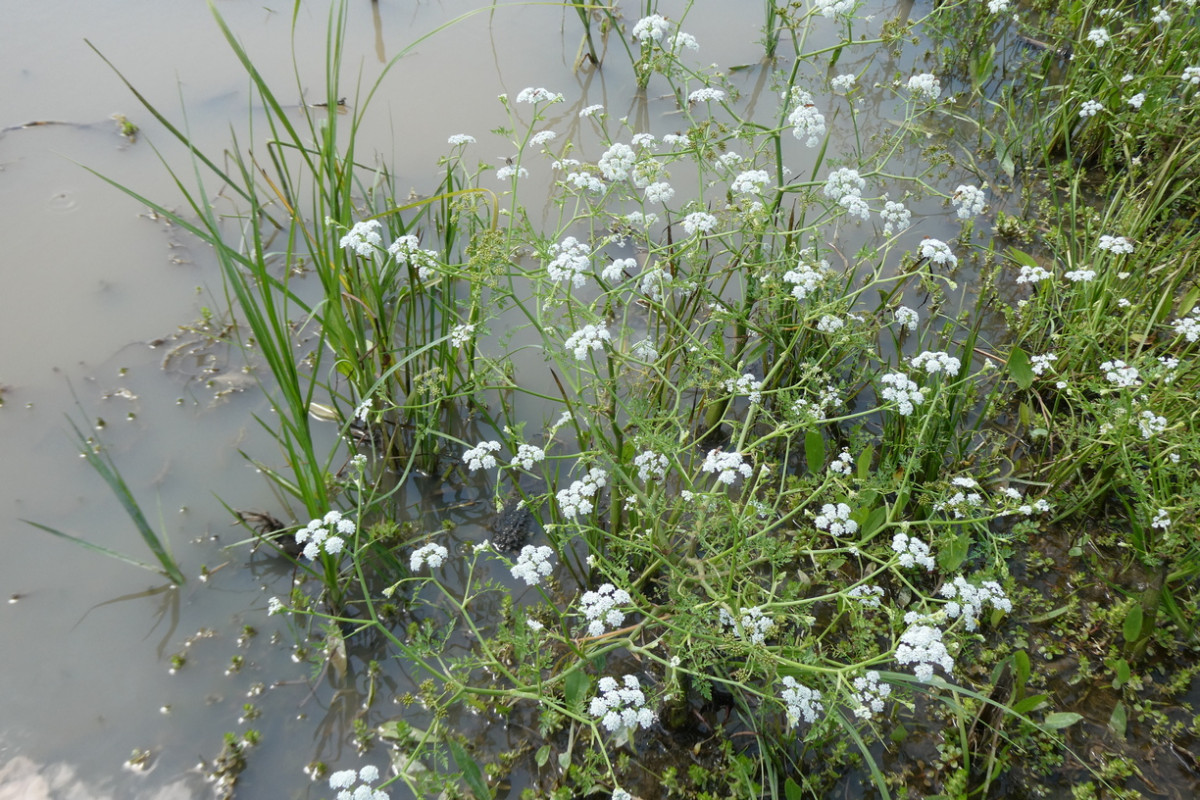 Oenanthe aquatica 2.JPG