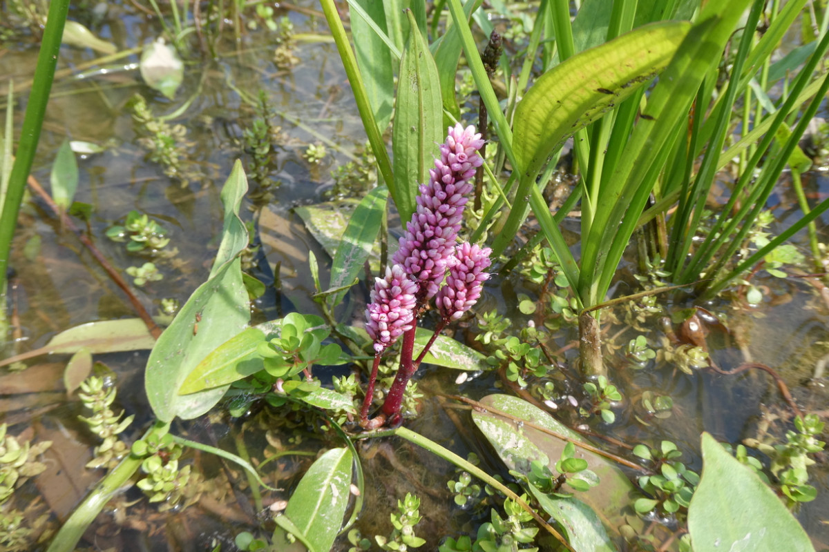 Persicaria amphibia.JPG