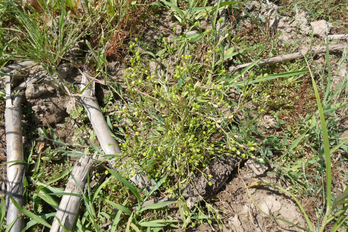 Ranunculus sceleratus ssp. sceleratus.JPG