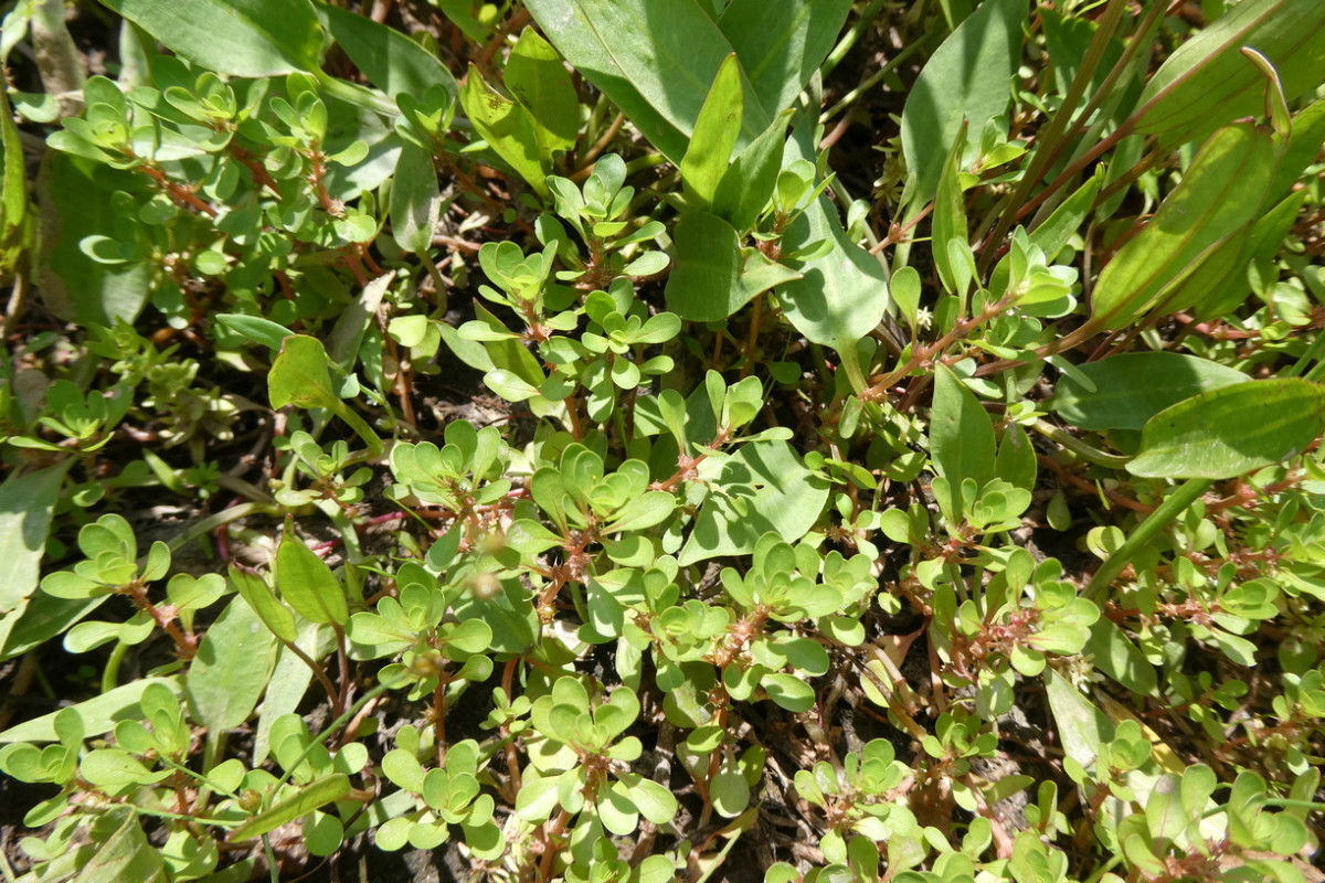 Lythrum portula 1.JPG