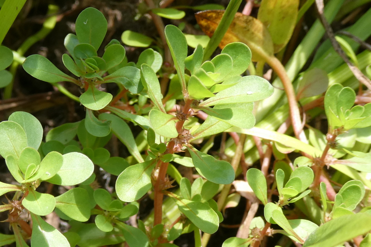 Lythrum portula 2.JPG