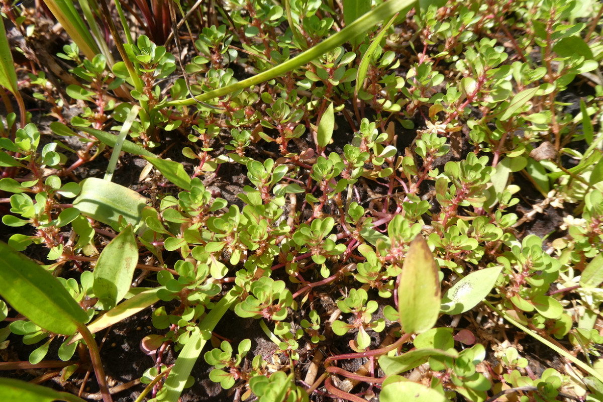 Lythrum portula 3.JPG