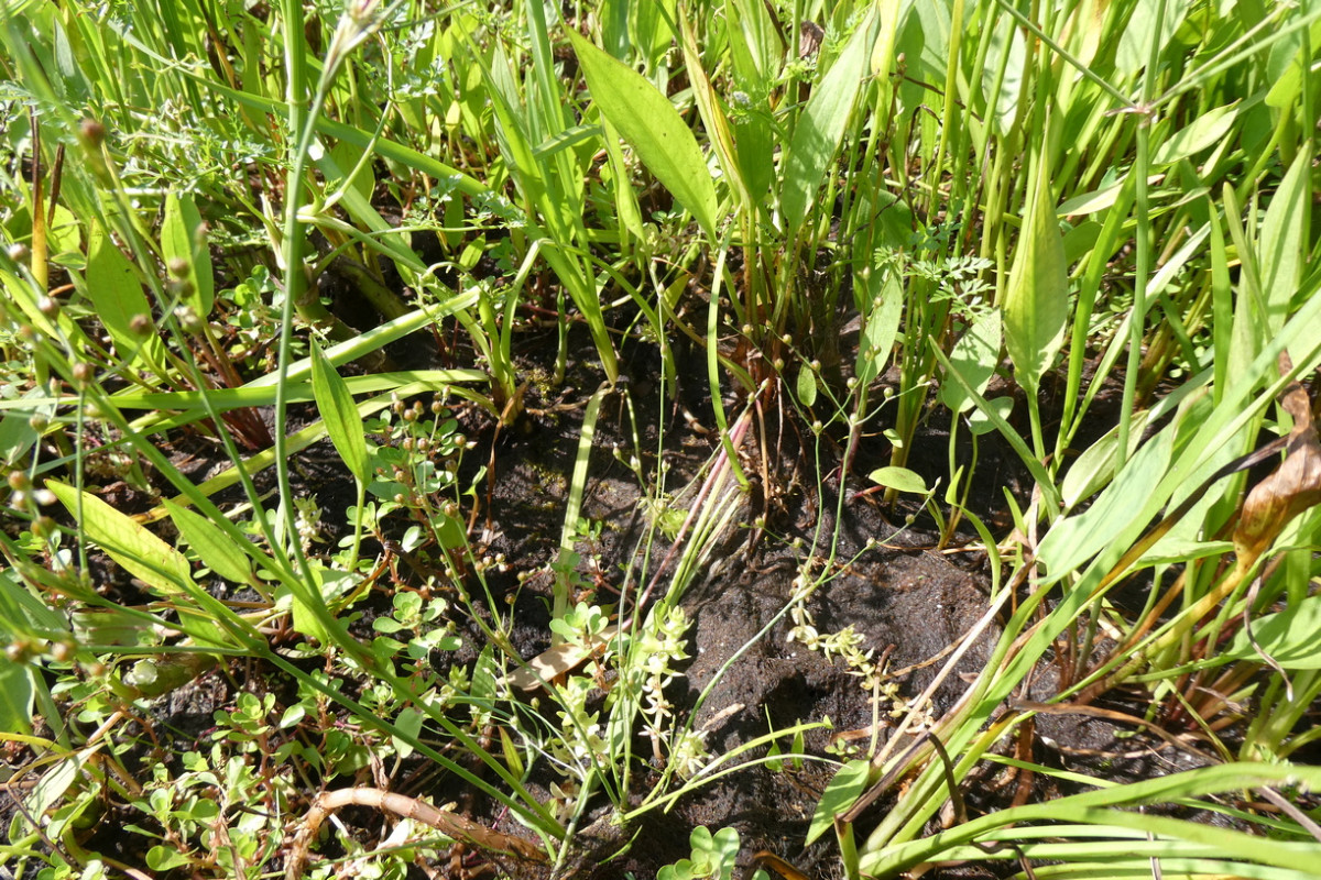 Juncus tenagaia 1.JPG