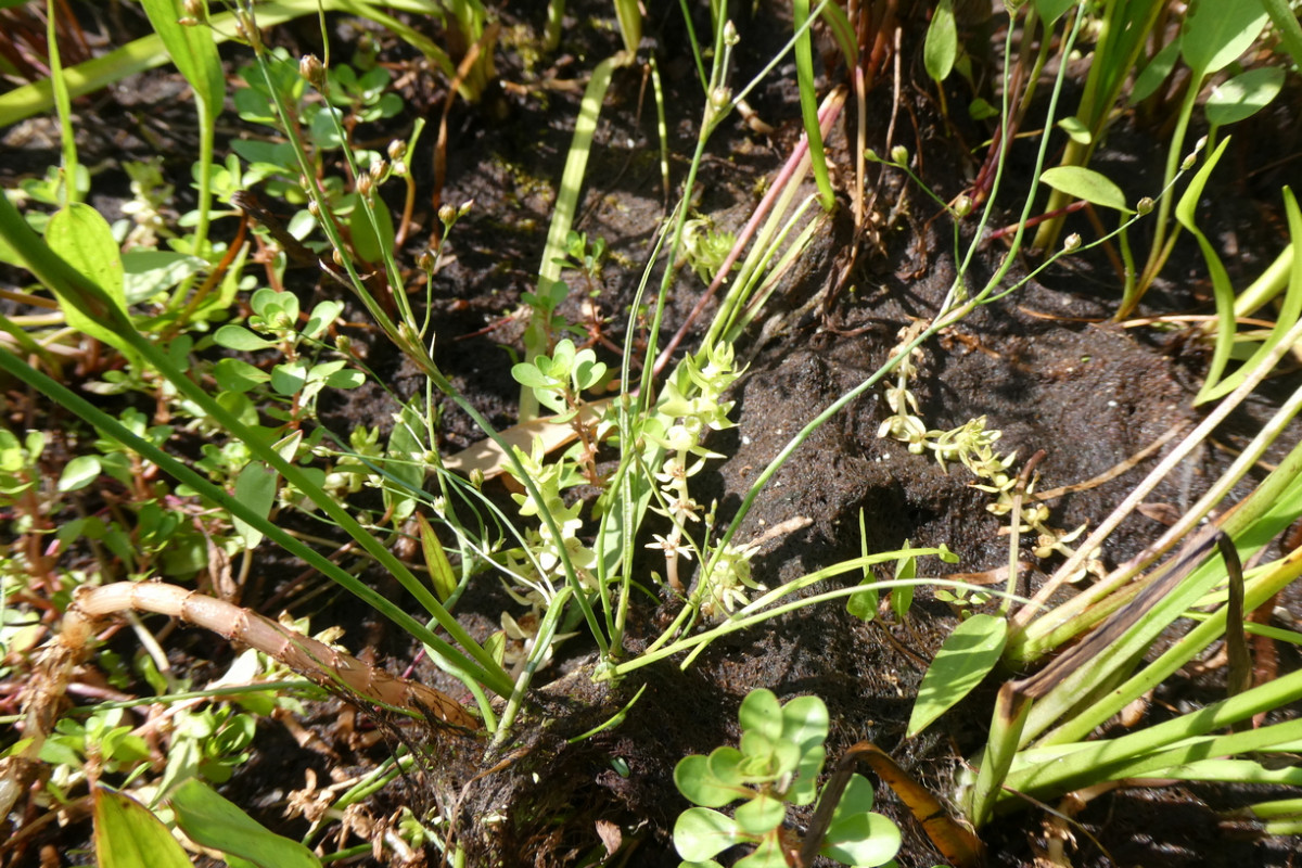 Juncus tenageia 2.JPG