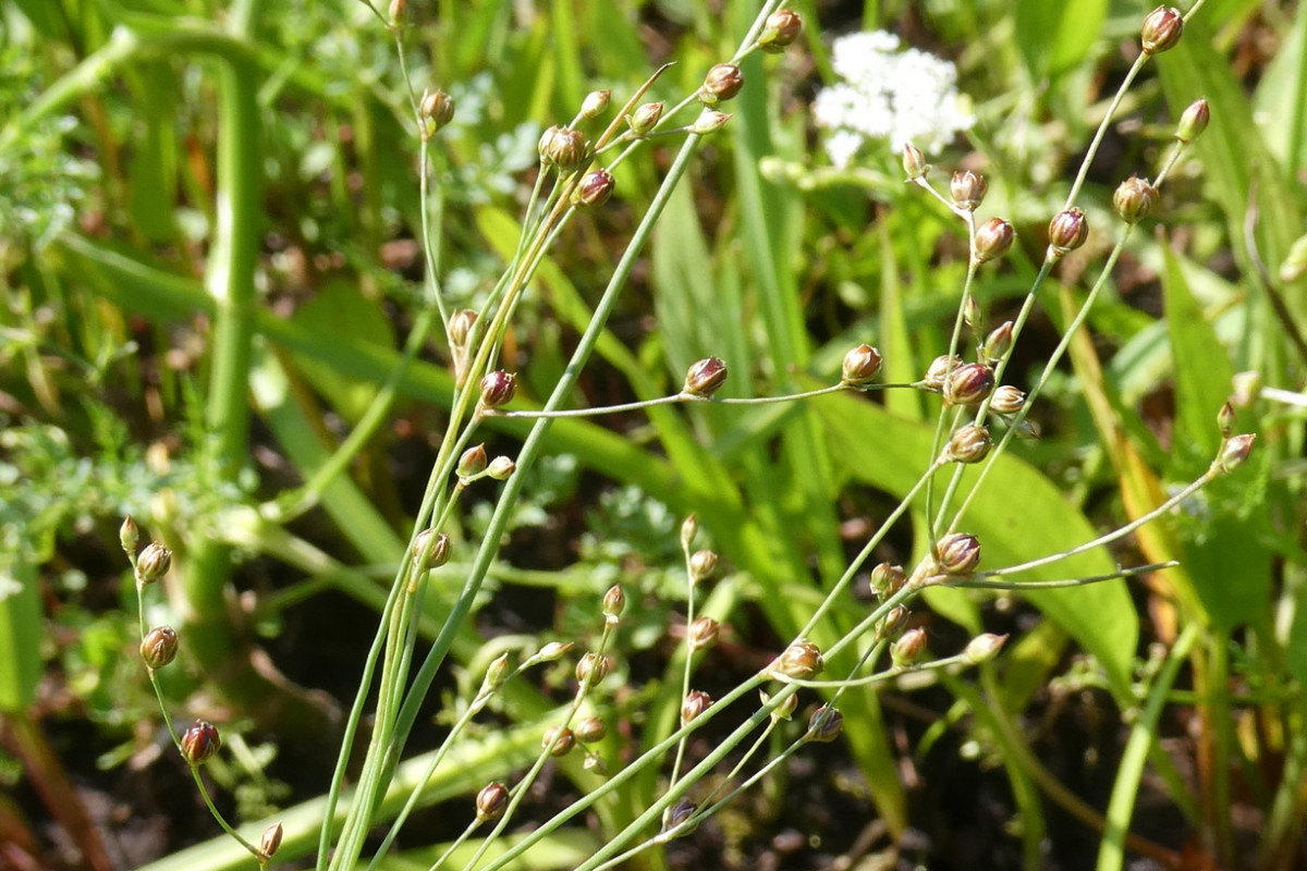 Juncus tenageia 3.JPG