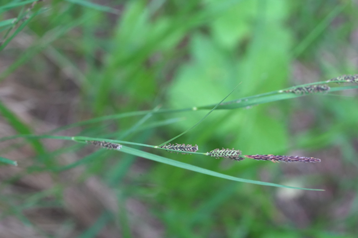 DSC09047.JPG