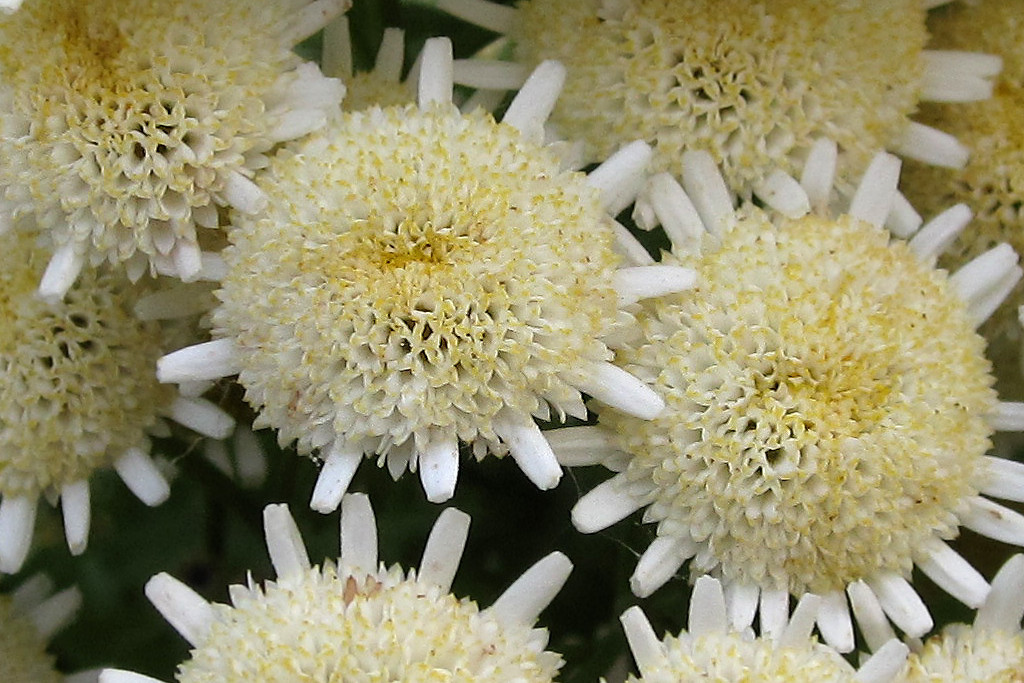 Tanacetum_parthenium_2024-06-29.jpg