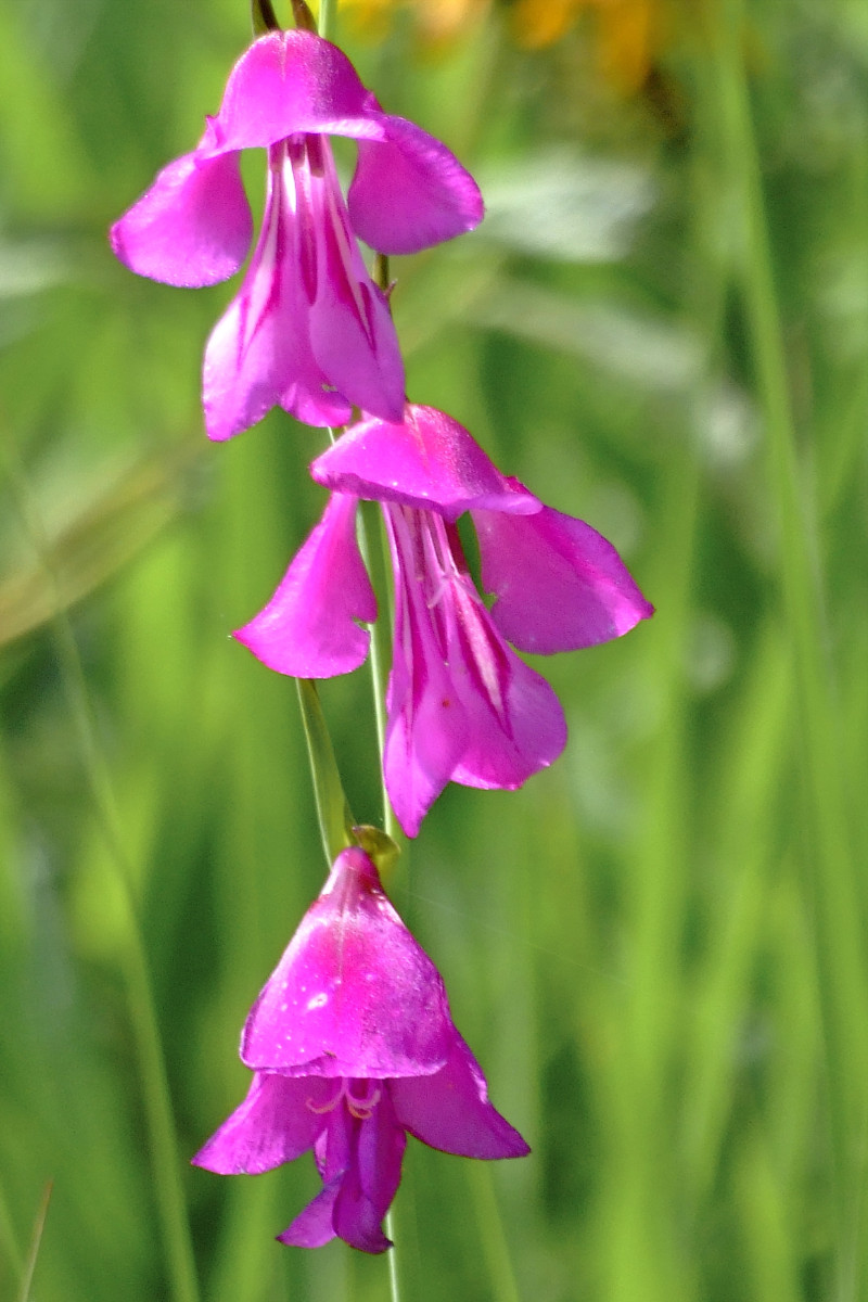 sumpfgladiole3.JPG