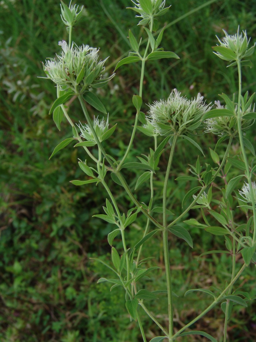 Pycnanthemum flexuosum (det) N-CroatanNF CountylineRoad NC G5.jpg