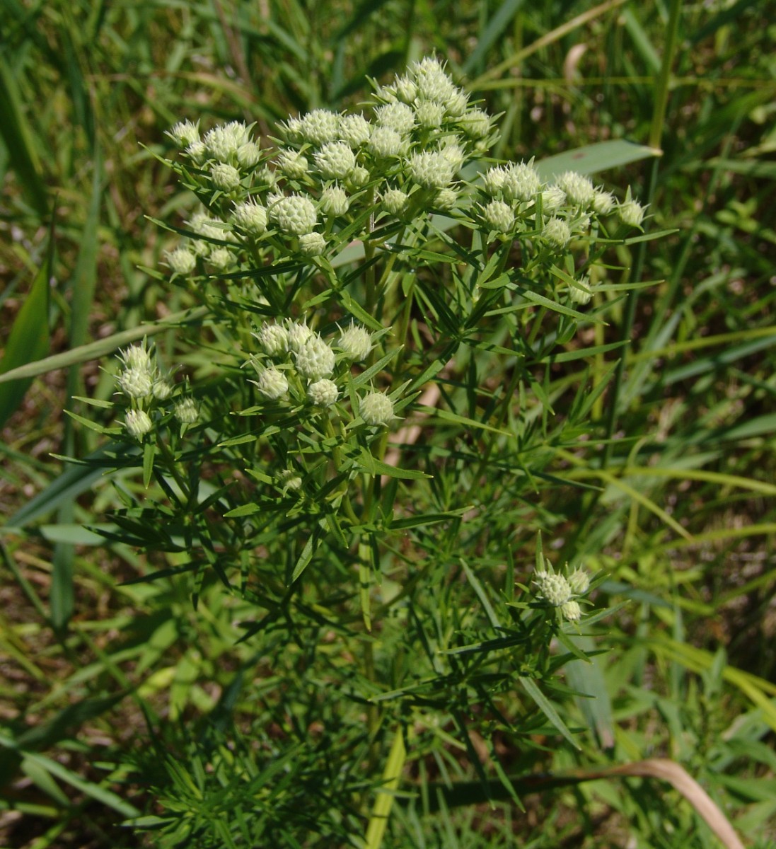 Pycnanthemum tenuifolium CanoeCreekSP G51.jpg