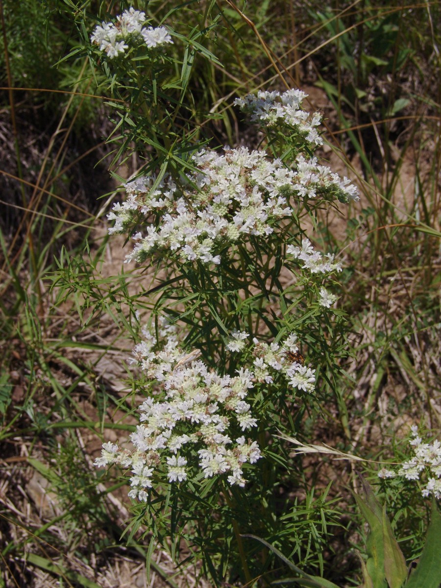 Pycnanthemum tenuifolium RaystownLake Entriken HuntCo G5.jpg