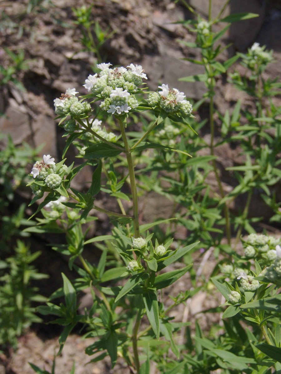 Pycnanthemum virginianum RaystownLake Entriken HuntCo G2.jpg