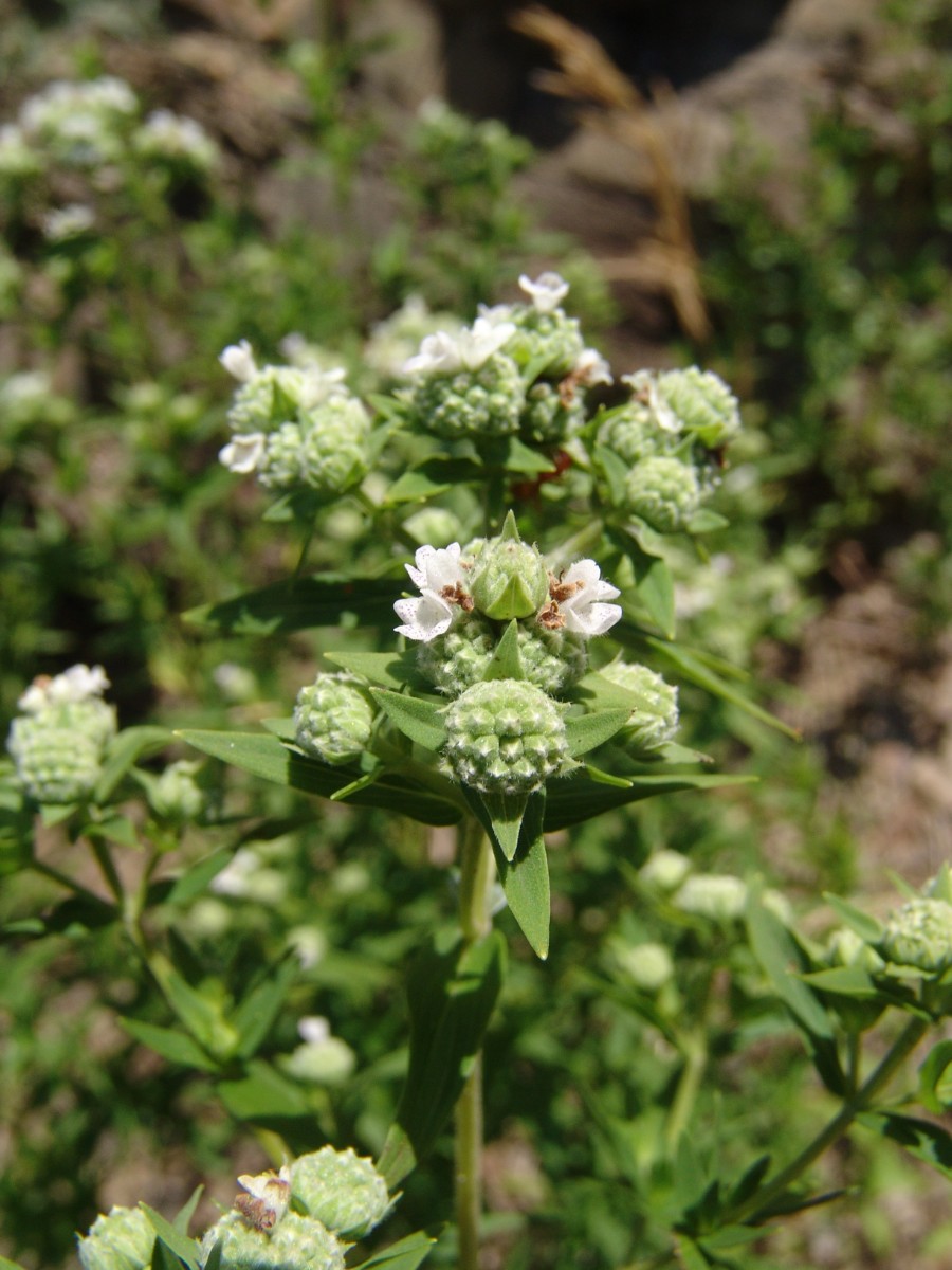 Pycnanthemum virginianum RaystownLake Entriken HuntCo G8.jpg