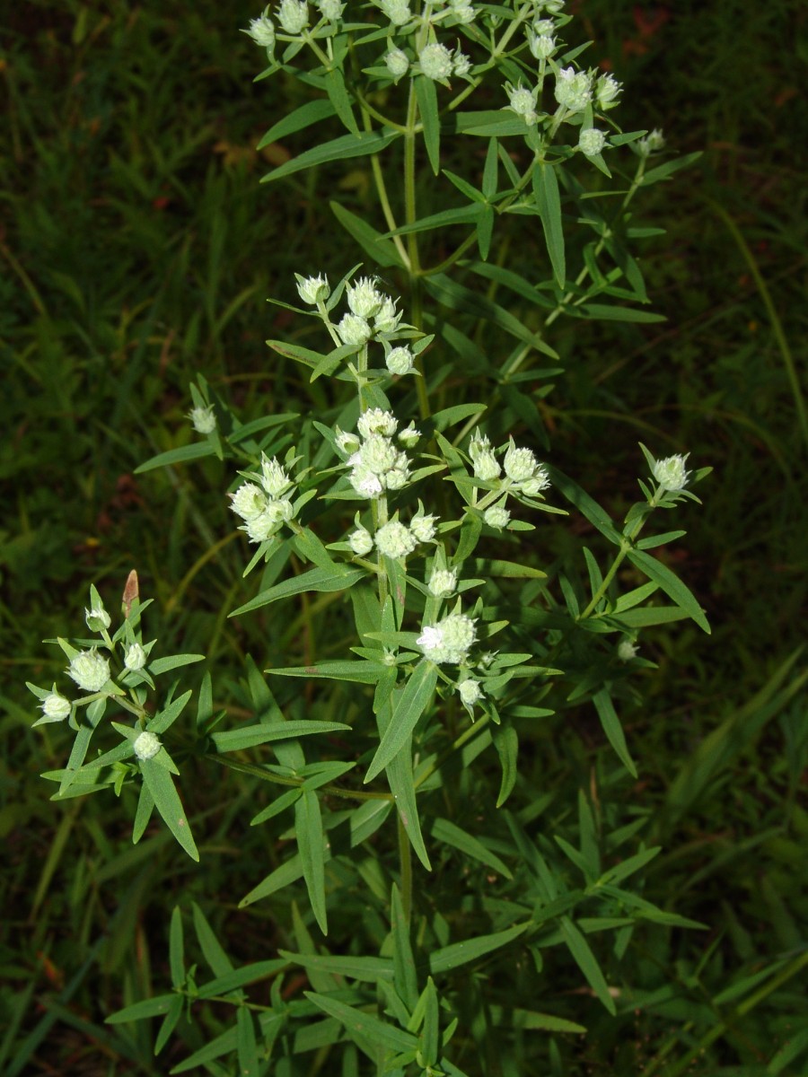Pycnanthemum virginianum WhippleDam hemlock swamp G1.jpg