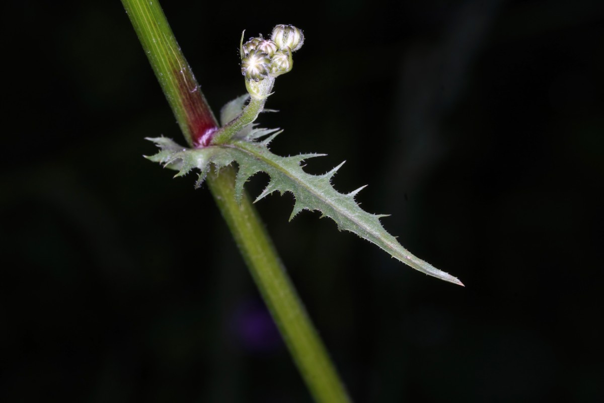 24A04818.JPG