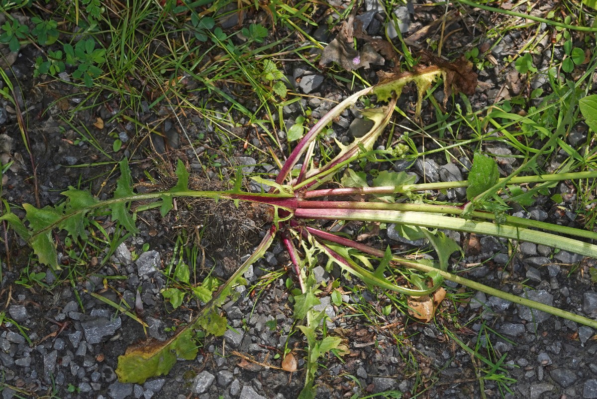 24A04821a.jpg