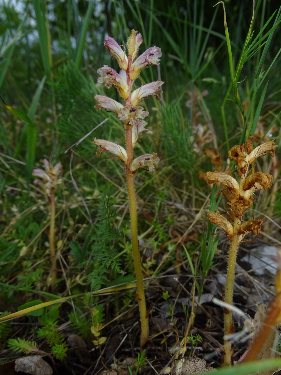 Orobanche .JPG
