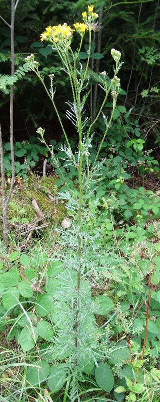 Habitus