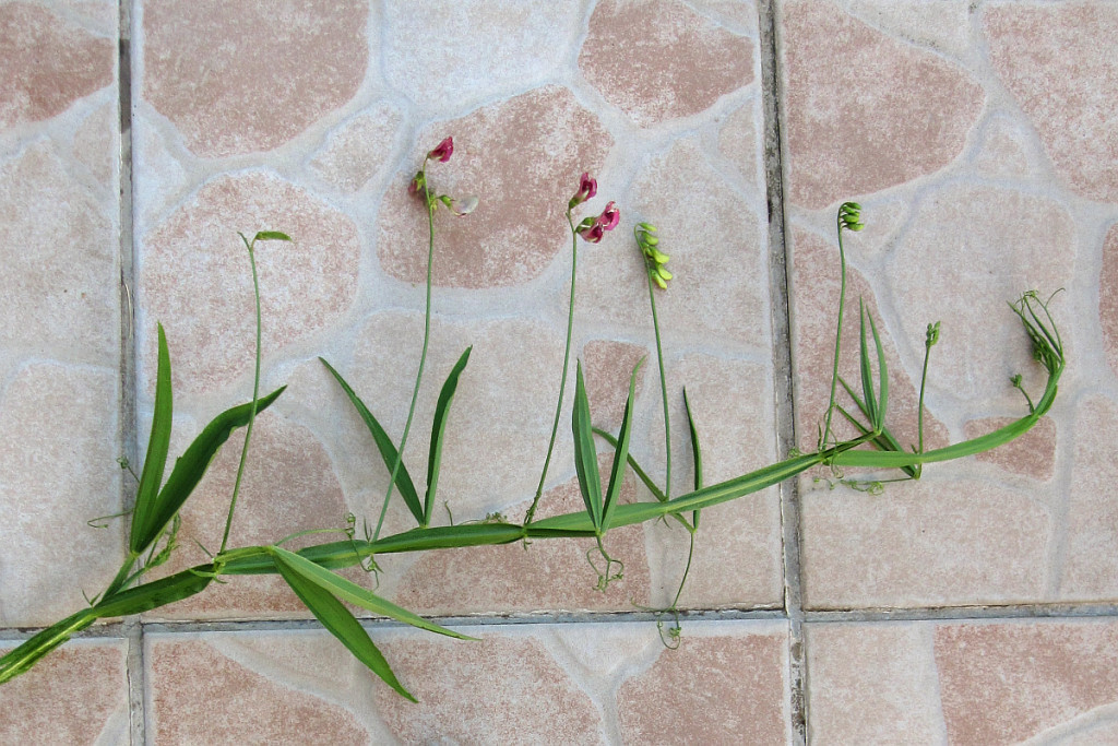 lathyrus_2024-07-04 (2).jpg