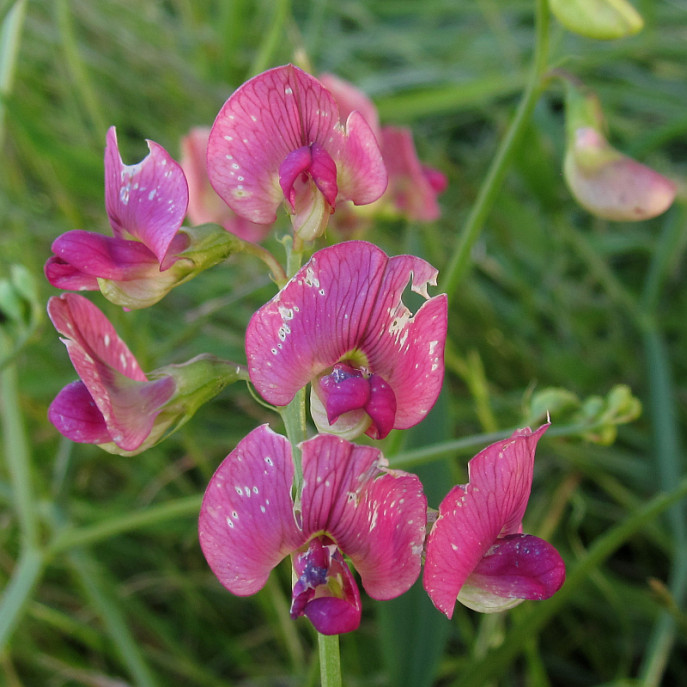 lathyrus_2024-07-04 (3).jpg